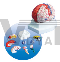 The model of brain, cerebral arteries and function position with brain mantle